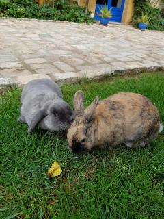 Service : garde lapin Service : garde lapin