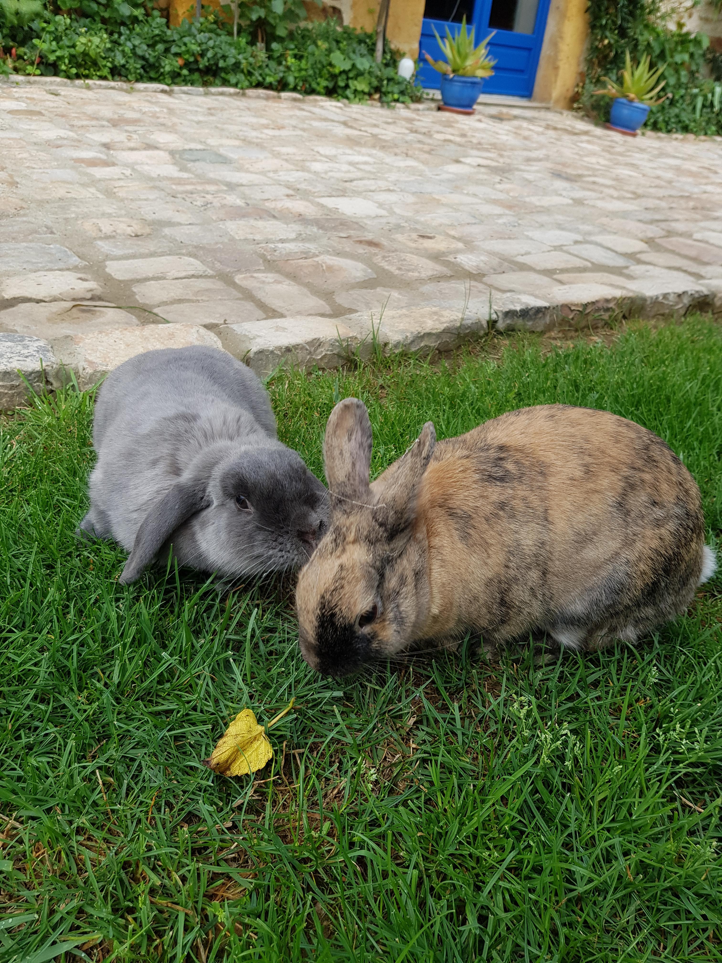 Service garde lapin 42 entre particuliers