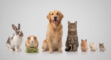 Service garde d'animaux
