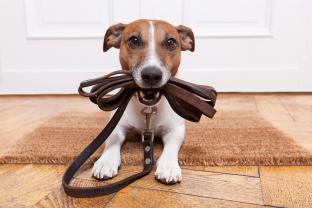 Service chien entre particuliers