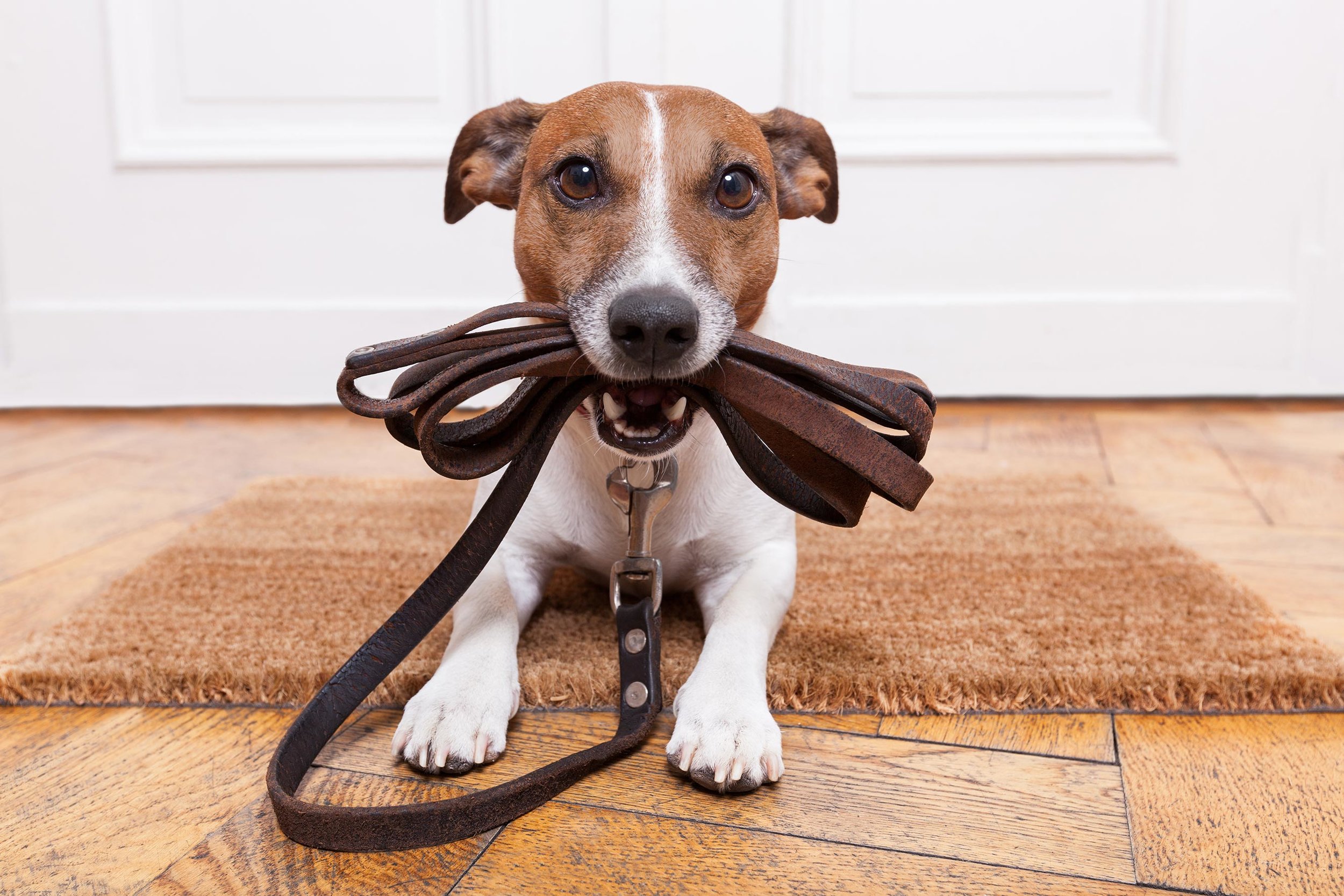 Service chien 81 entre particuliers