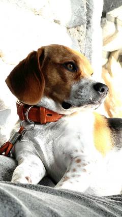 Service : chien Service : chien