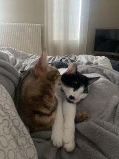 Service : garde animaux Service : garde animaux