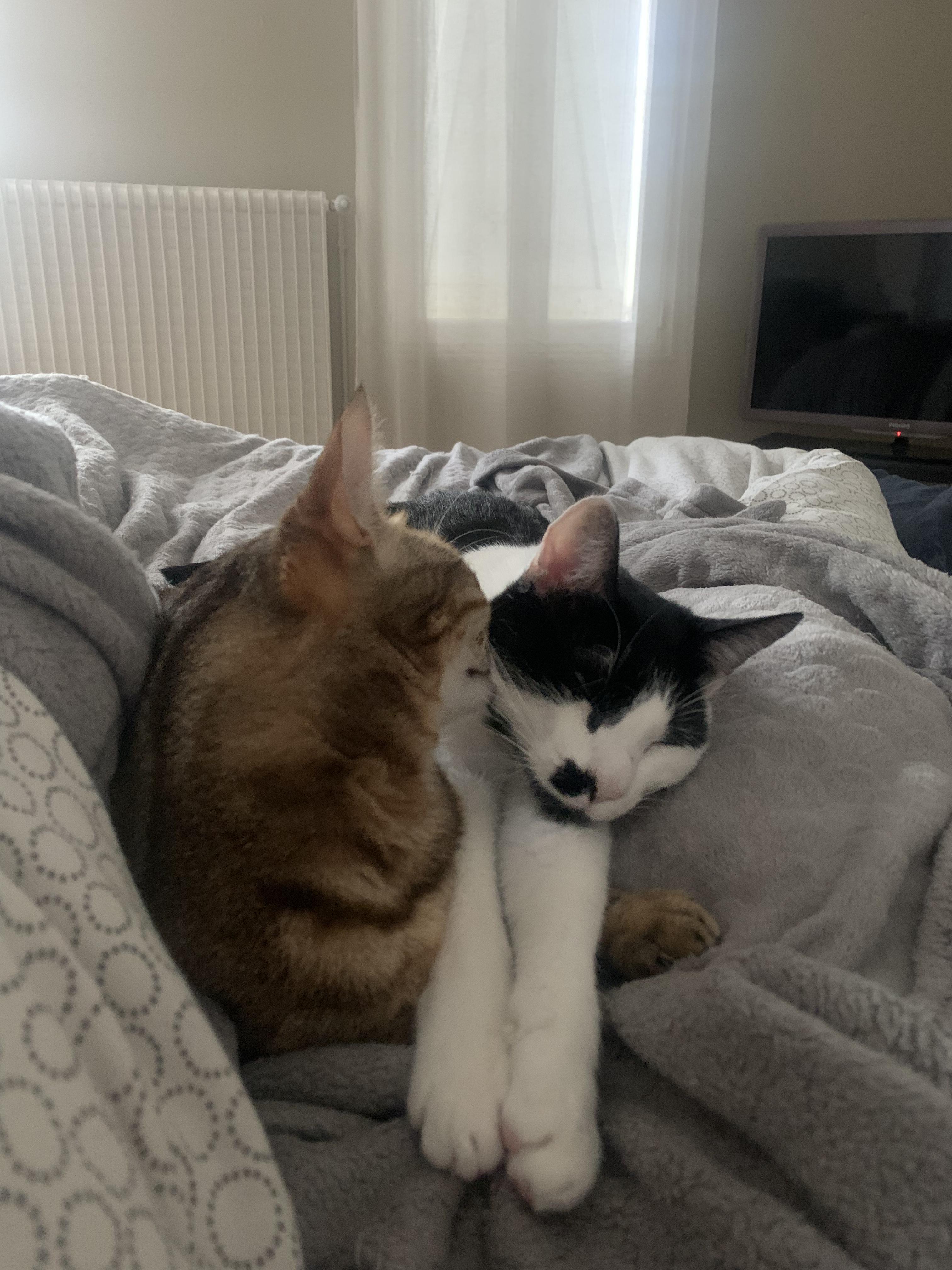 Service garde animaux 33 entre particuliers