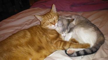 Service : garde animaux Service : garde animaux