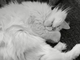 Service : chat Service : chat