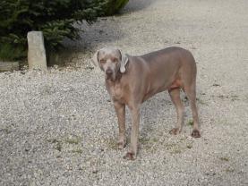 Service : chien Service : chien