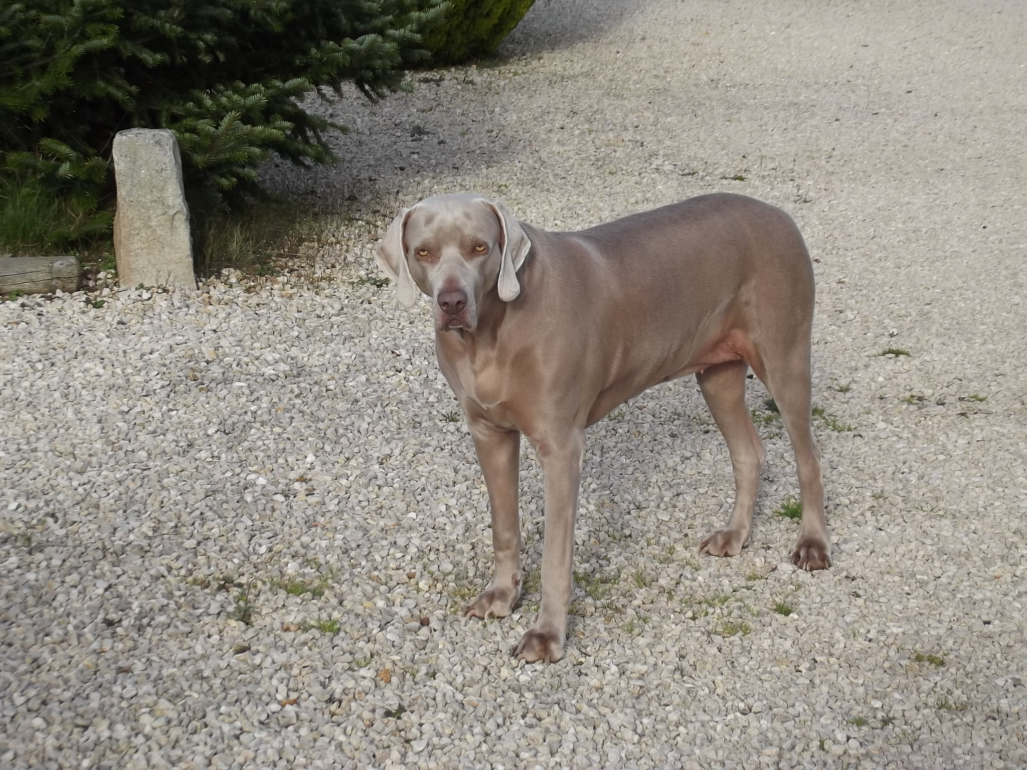Service chien 28 entre particuliers