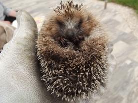 Service : photographie Service : photographie