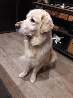 Service : chien Service : chien