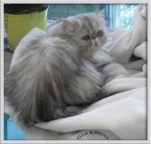 Service : aide menagere Service : aide menagere