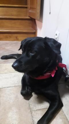 Service : garde animaux Service : garde animaux