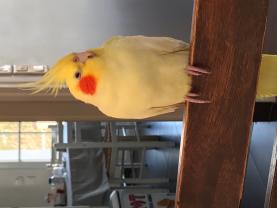 Service : oiseaux Service : oiseaux