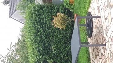 Service : taille de haies Service : taille de haies