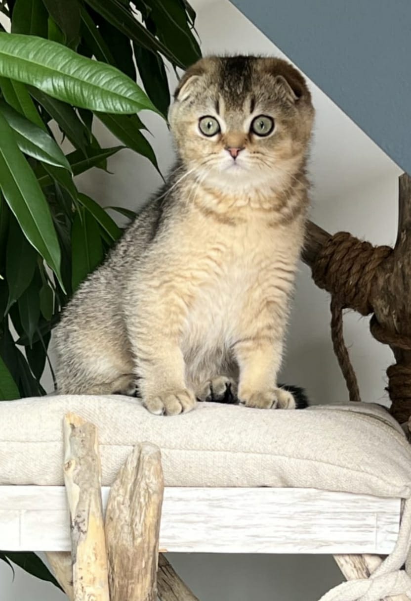 Service chien 14 entre particuliers