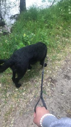 Demander ce petsitter