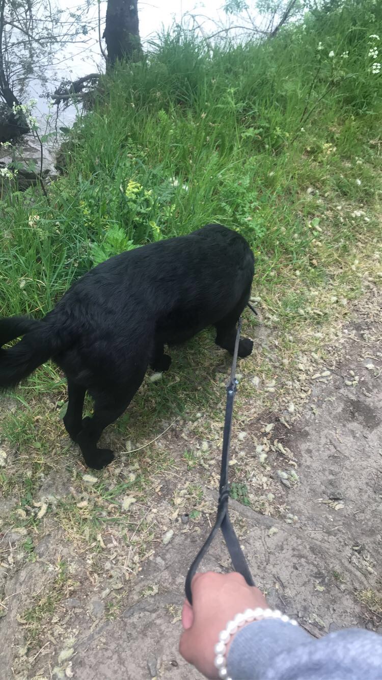 Service chien 44 entre particuliers
