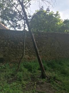 Service : coupe de bois Service : coupe de bois