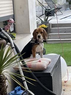 Service : chien Service : chien