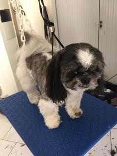 Demande un toilettage