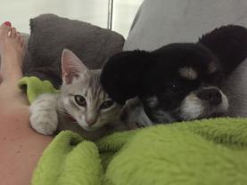 Service : garde animaux Service : garde animaux