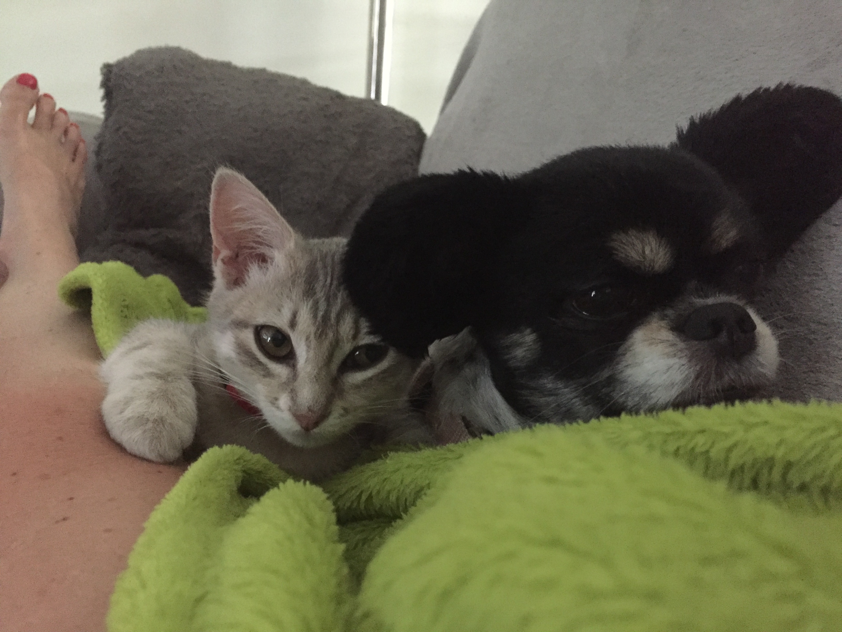 Service garde animaux 24 entre particuliers