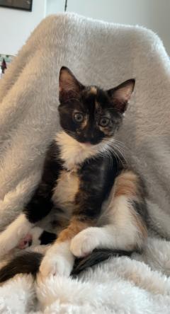 Service : garde animaux Service : garde animaux