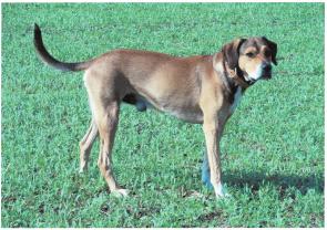 Service : chien Service : chien