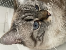 Service : chat