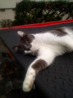 Demander ce catsitter