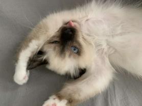 Service : garde animaux Service : garde animaux