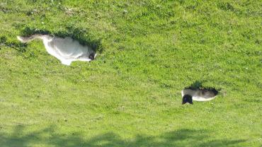 Demander une garde