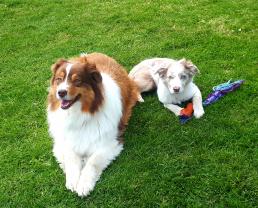 Service : garde animaux Service : garde animaux