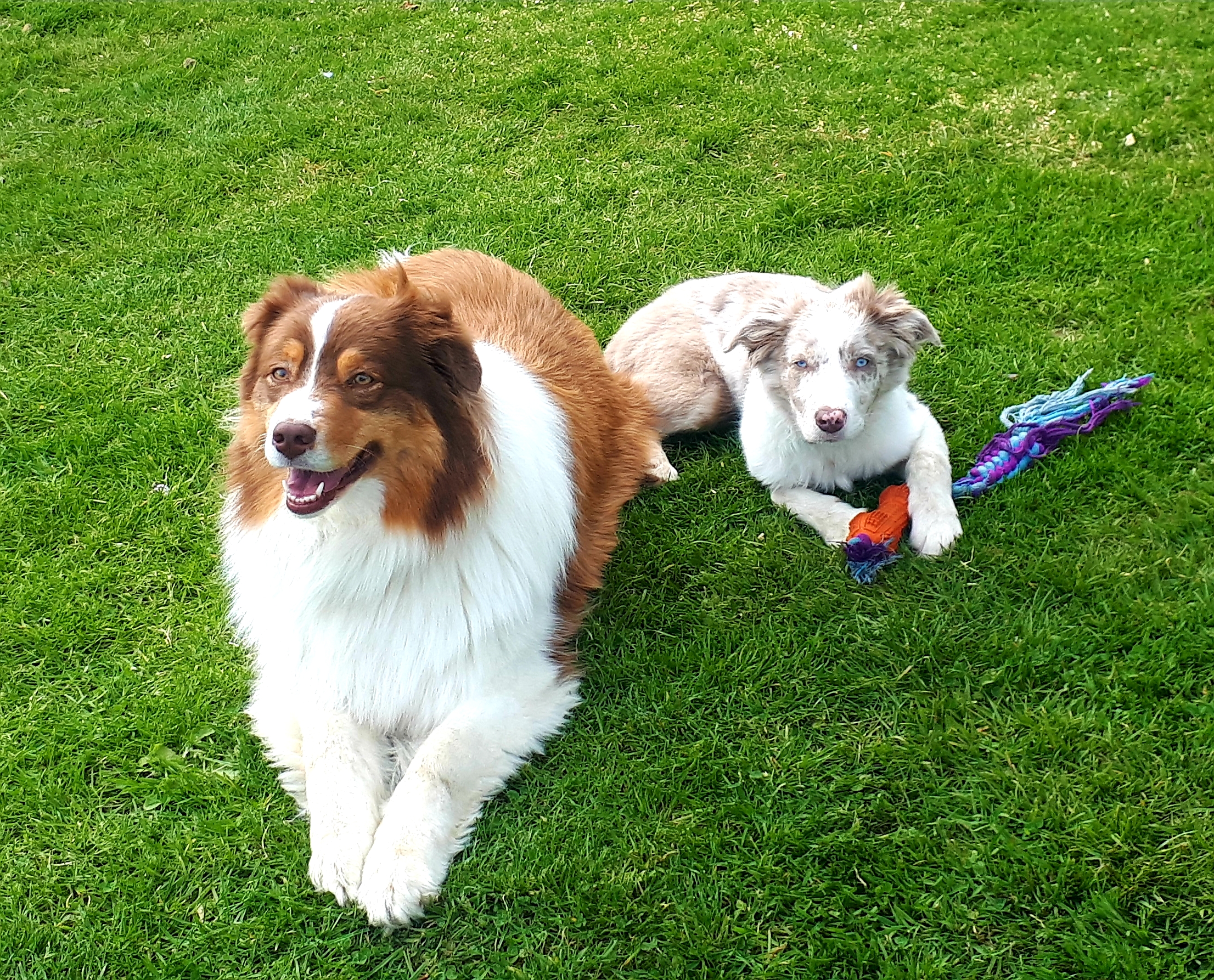 Service garde animaux 76 entre particuliers