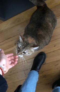 Demander ce catsitter