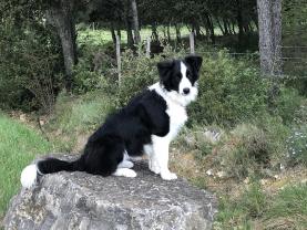 Service : chien Service : chien