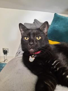 Service : chat Service : chat