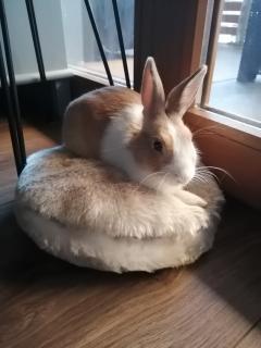 Service : garde lapin Service : garde lapin