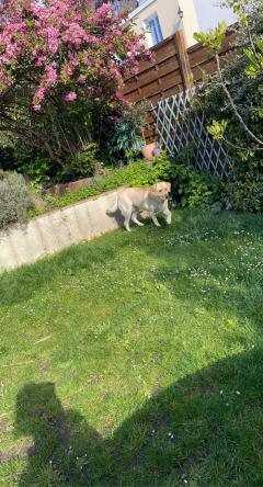 Service : chien Service : chien