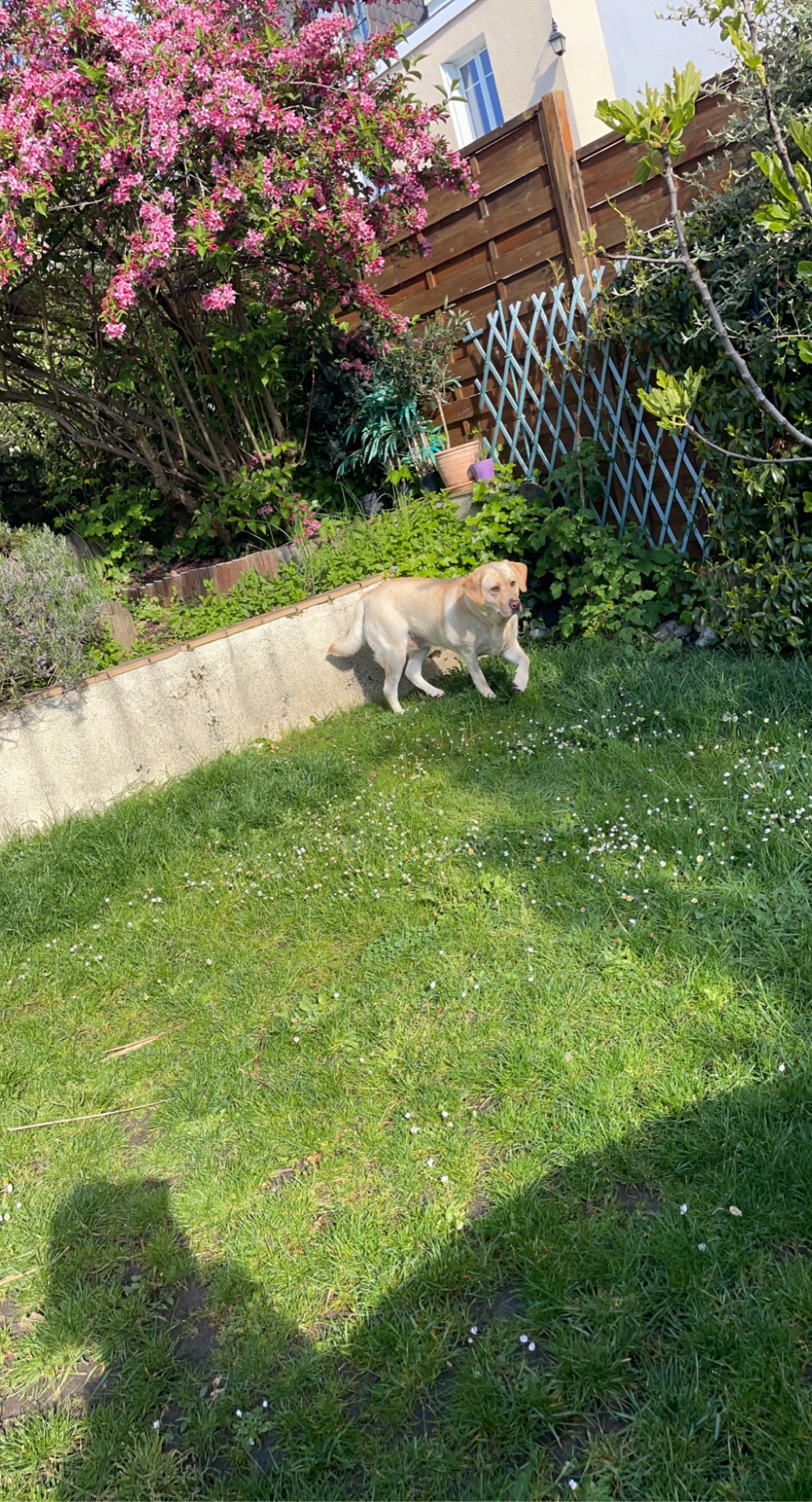 Service chien 92 entre particuliers