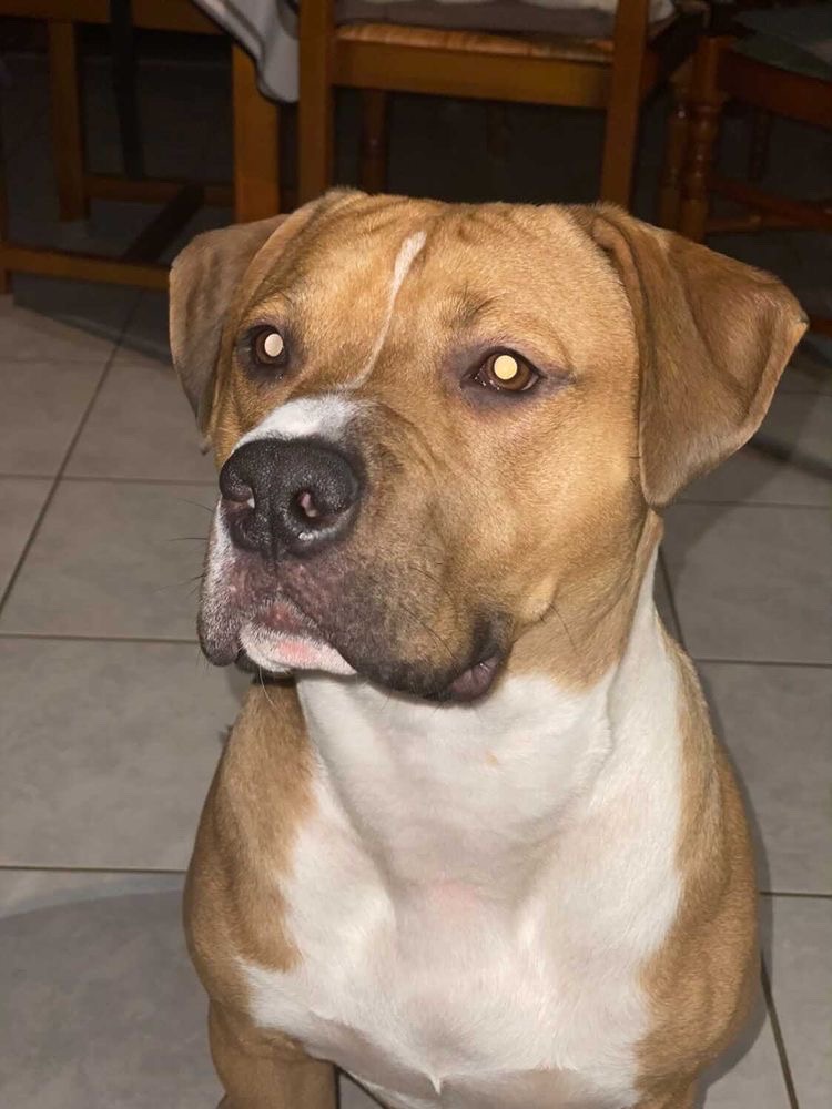 Service chien 94 entre particuliers