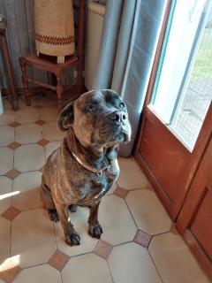 Service : chien Service : chien