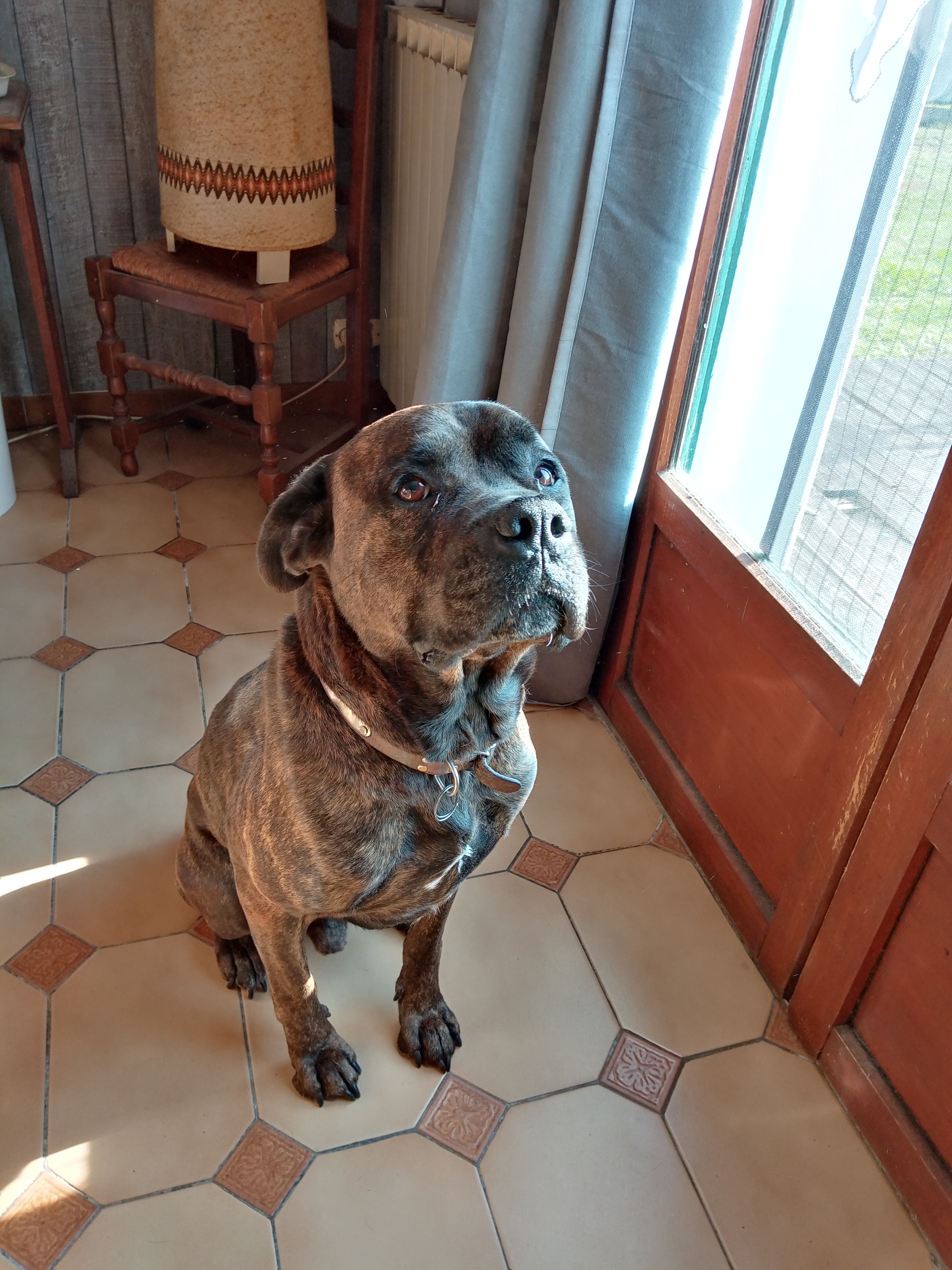 Service chien 17 entre particuliers