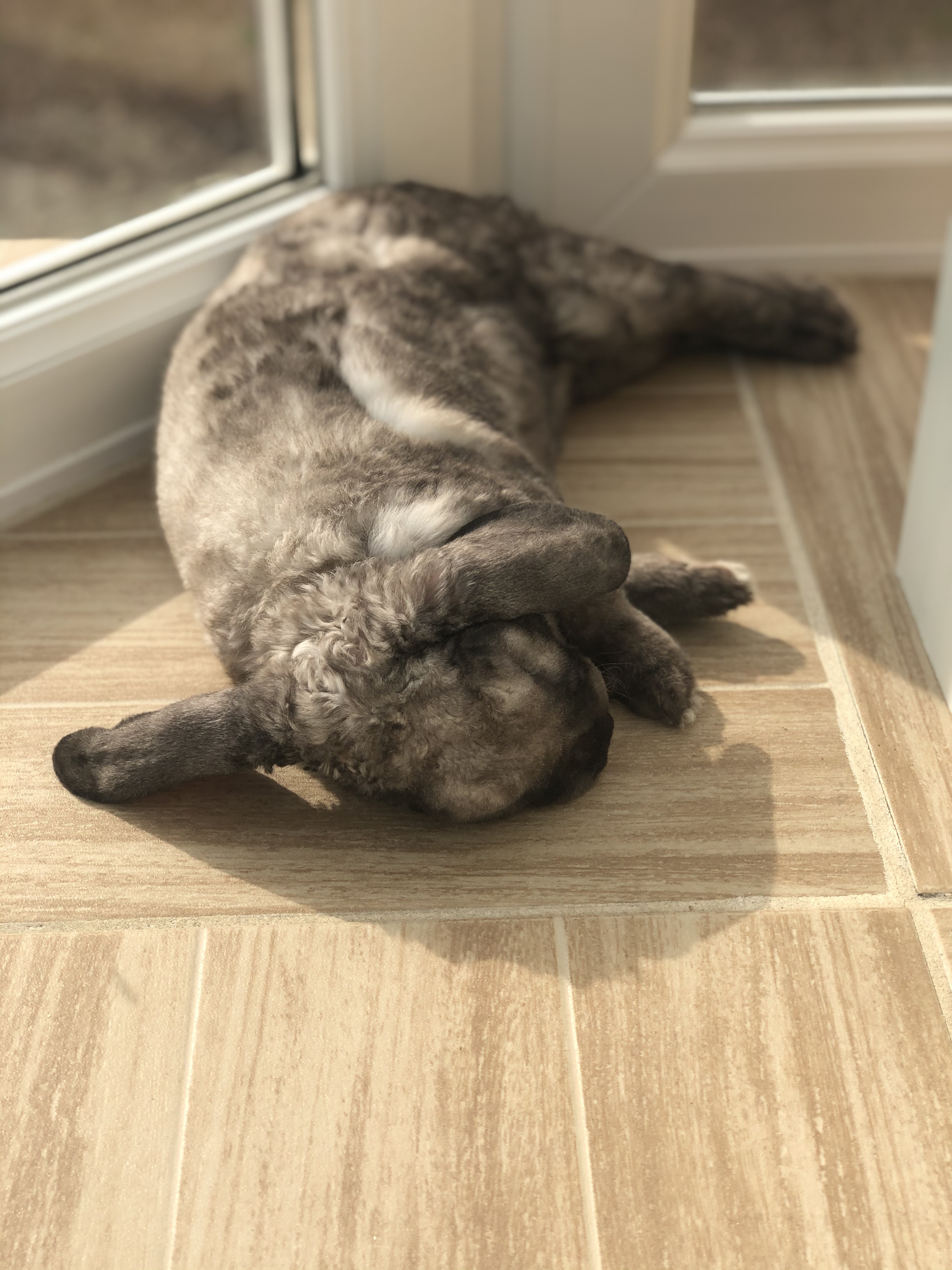 Service garde lapin 75 entre particuliers