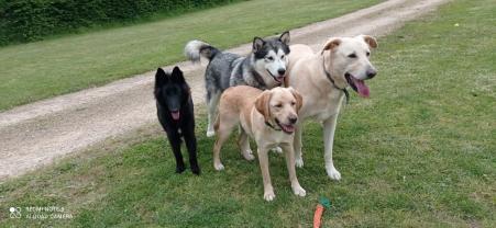 Demander ce petsitter