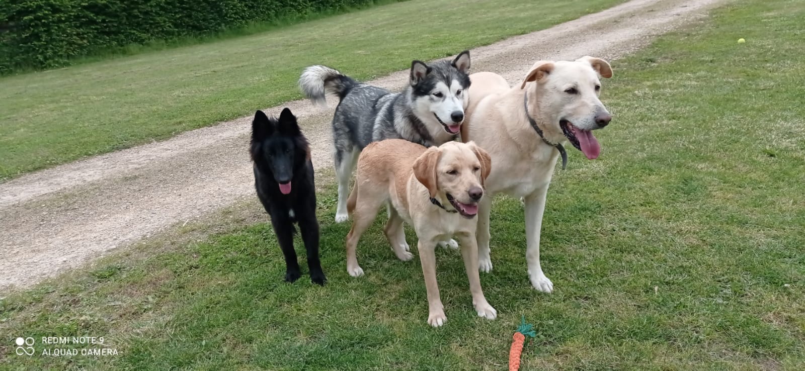 Service chien 46 entre particuliers