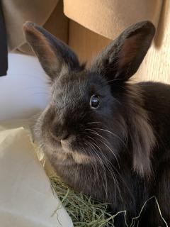 Service : garde animaux Service : garde animaux