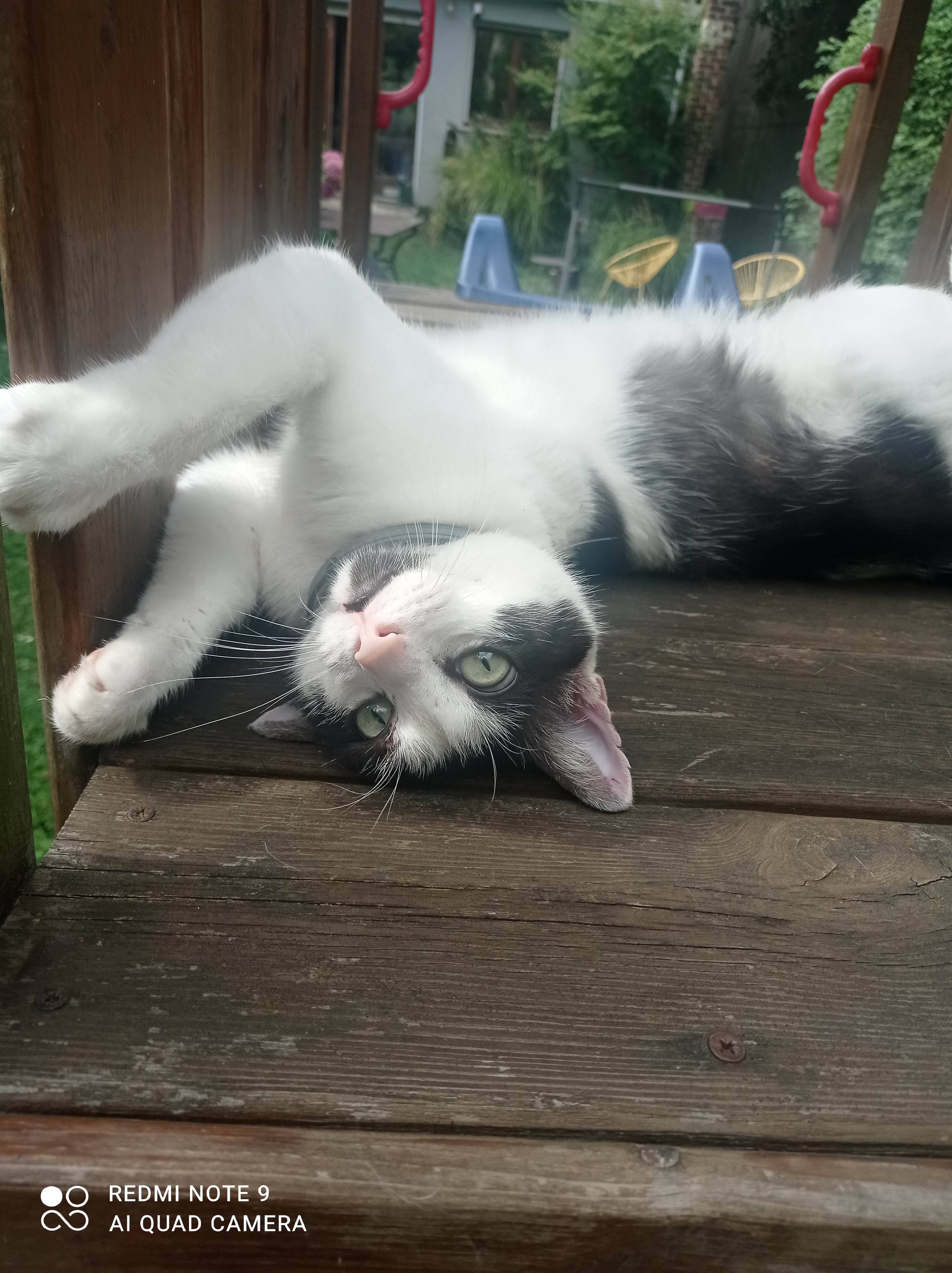 Service garde animaux 59 entre particuliers