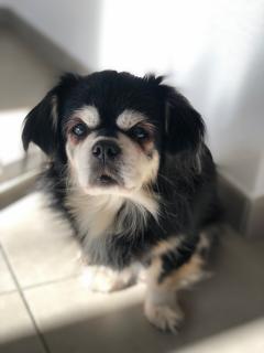 Service : chien Service : chien