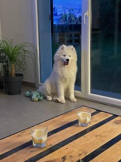 Service : chien Service : chien